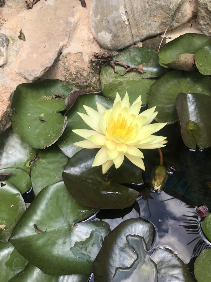 De Daisy Villa Homestay 大叻 外观 照片