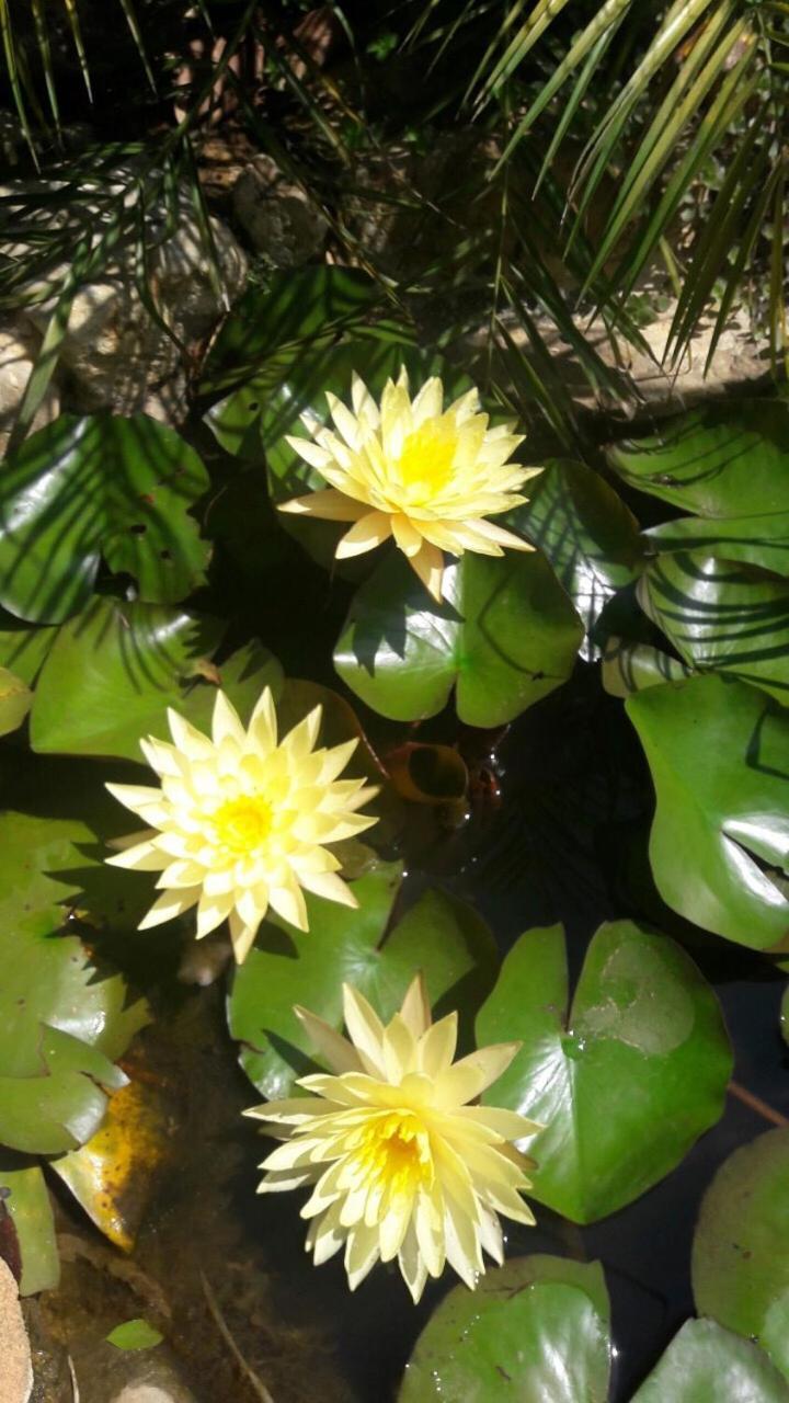 De Daisy Villa Homestay 大叻 外观 照片