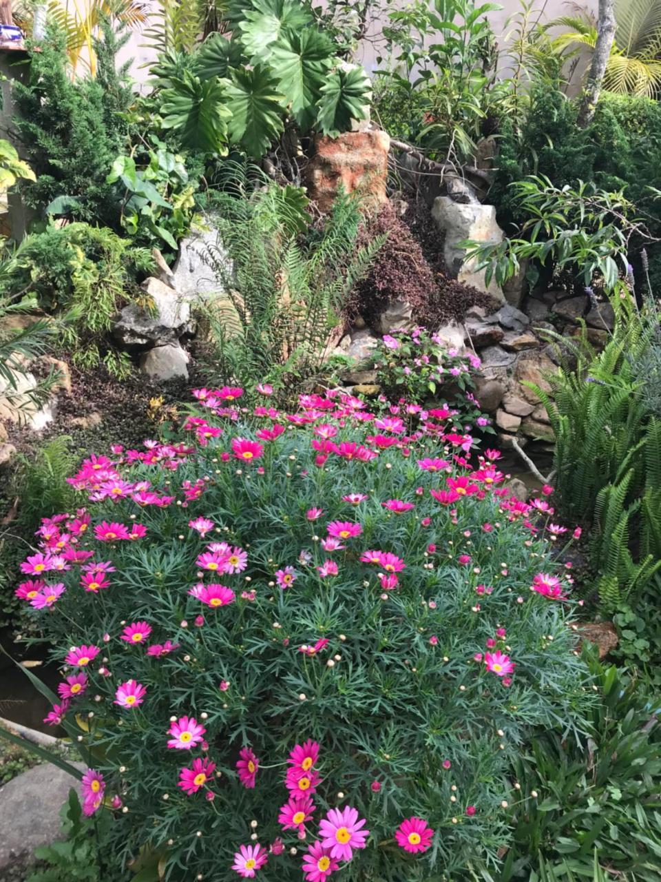 De Daisy Villa Homestay 大叻 外观 照片