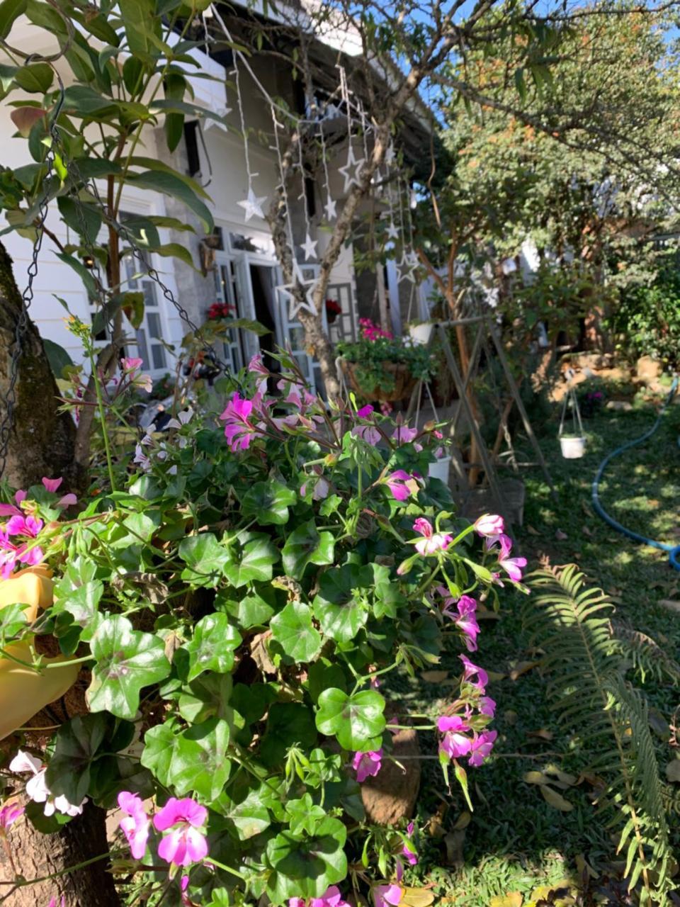 De Daisy Villa Homestay 大叻 外观 照片