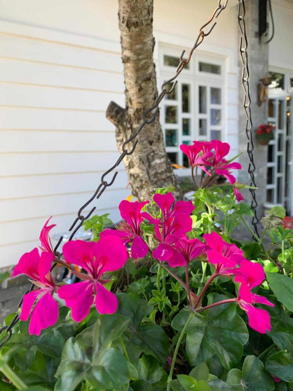 De Daisy Villa Homestay 大叻 外观 照片